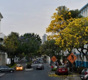 Guayacanes amarillos - Noticias de Ecuador