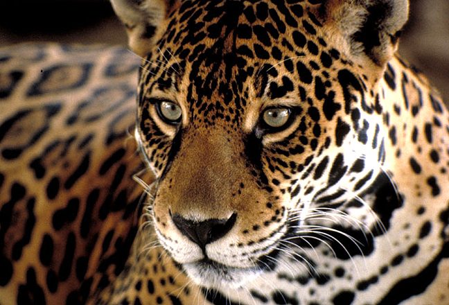 WWF quiere recuperar al jaguar - Noticia de Ecuador