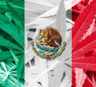 Legalización de la marihuana en México - Noticias de Ecuador