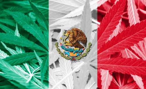 Legalización de la marihuana en México - Noticias de Ecuador
