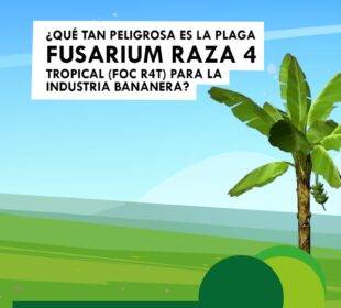 Plaga de suelo Fusarium - Noticias de Ecuador