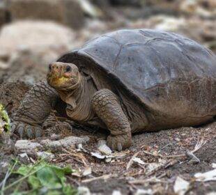 Tortuga de Galápagos que se creía extinta desde hace 100 años fue encontrada - Noticias de Ecuador