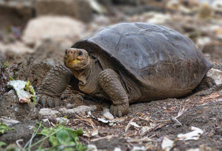 Tortuga de Galápagos que se creía extinta desde hace 100 años fue encontrada - Noticias de Ecuador