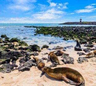 EE.UU. recreará el hábitat de las Islas Galápagos - Noticias de Ecuador