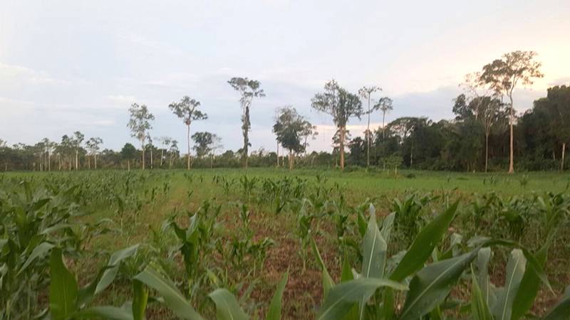 AgroSeguro soltó alrededor de $64,9 milloncitos a productores en 10 años - Noticias de Ecuador