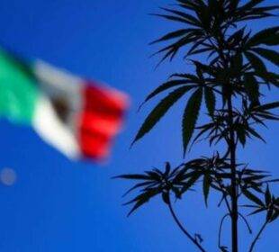 México - Marihuana - Corte Suprema de Justicia - Noticias de Ecuador