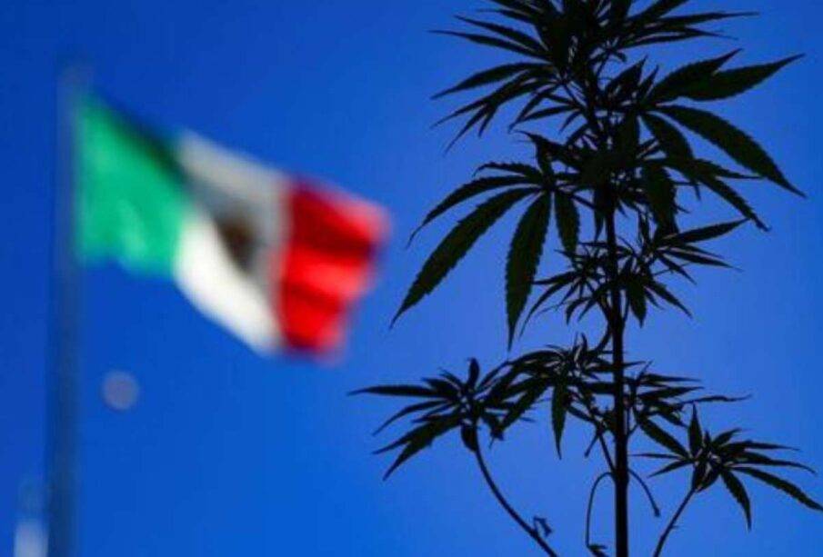 México - Marihuana - Corte Suprema de Justicia - Noticias de Ecuador
