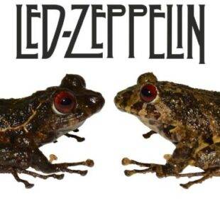 Led Zeppelin, la nueva rana en Ecuador - Noticias de Ecuador