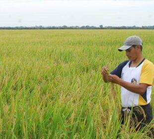 Gremio de arroceros en desacuerdo con nuevos precios del arroz - Noticias de Ecuador