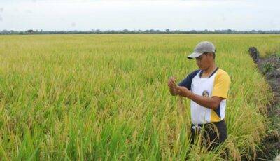 Gremio de arroceros en desacuerdo con nuevos precios del arroz - Noticias de Ecuador