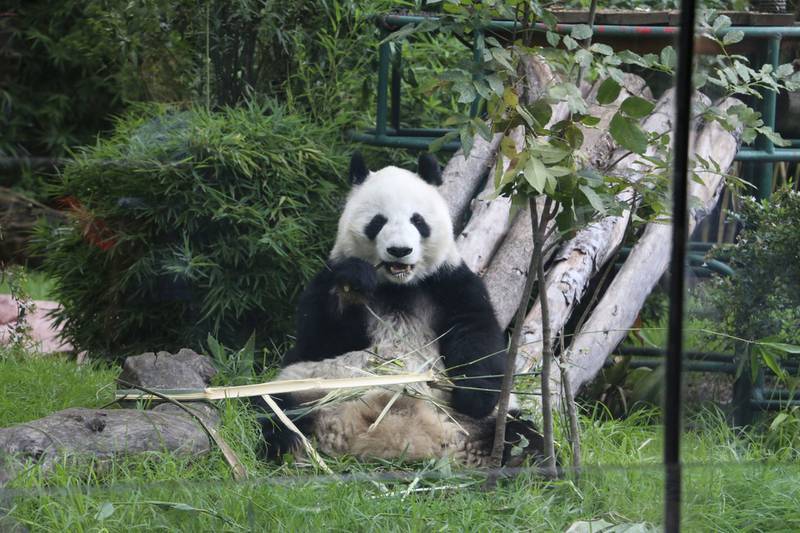 El oso panda está fuera de extinción - Noticias de Ecuador