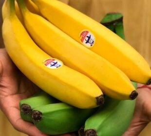 Exportación bananera cayó 4,57% el primer semestre de 2021 - Noticias de Ecuador