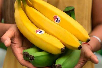Exportación bananera cayó 4,57% el primer semestre de 2021 - Noticias de Ecuador