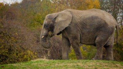 Elefantes de un zoológico británico serán liberados - Noticias de Ecuador