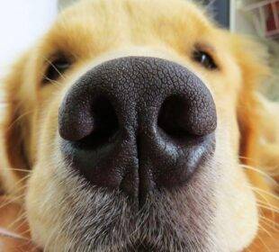 App en la Yoni ayuda a localizar a perros perdidos - Noticias de Ecuador