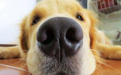 App en la Yoni ayuda a localizar a perros perdidos - Noticias de Ecuador