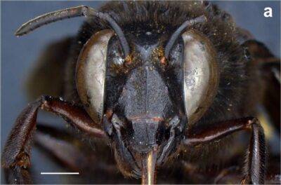 Abeja andrógina en Ecuador - Noticias de Ecuador