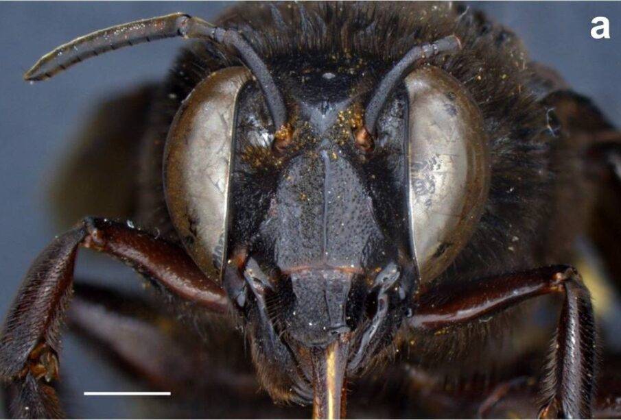 Abeja andrógina en Ecuador - Noticias de Ecuador