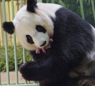 Nacen dos pandas gemelas en zoo de Francia - Noticias de Ecuador