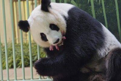 Nacen dos pandas gemelas en zoo de Francia - Noticias de Ecuador