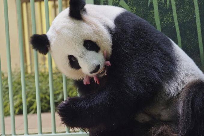 Nacen dos pandas gemelas en zoo de Francia - Noticias de Ecuador