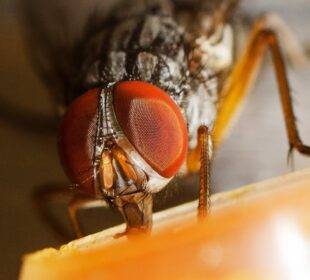 Philornis downsi, mosca invasora en las Islas Galápagos - Noticias de Ecuador