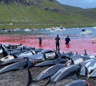 Grindadráp - matanza de delfines - Noticias de Ecuador
