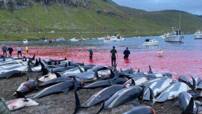 Grindadráp - matanza de delfines - Noticias de Ecuador