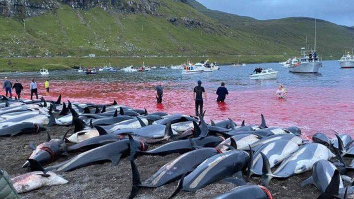 Grindadráp - matanza de delfines - Noticias de Ecuador