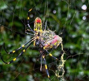 Arañas Asiaticas Invaden Georgia - Noticias Ecuador