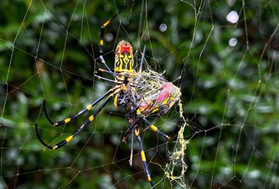 Arañas Asiaticas Invaden Georgia - Noticias Ecuador