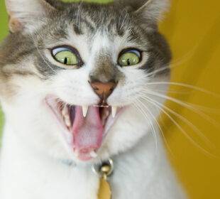 Gatos psicópatas - Noticias de Ecuador