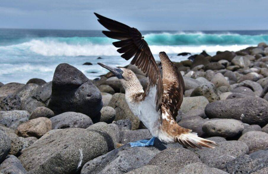5 atracciones turisticas de galapagos que debes visitar- Noticias Ecuador