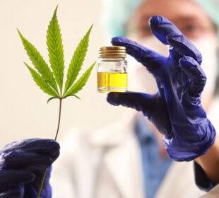 cannabis para covid - Sucre Noticias