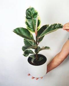 ficus - Sucre en la Noticia