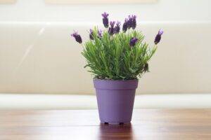 lavanda - sucre deco