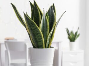 sansevieria - Sucre Noticias