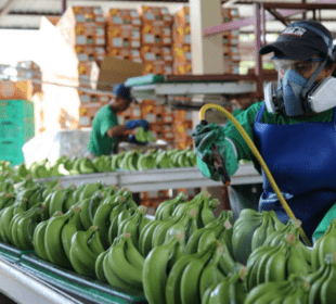 Conflicto Rusia-Ucrania afecta a las exportaciones de banano en Ecuador-Noticias Ecuador