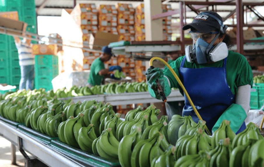 Conflicto Rusia-Ucrania afecta a las exportaciones de banano en Ecuador-Noticias Ecuador
