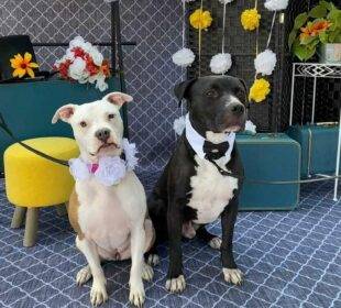 Boda masiva de perros - Noticias de Ecuador