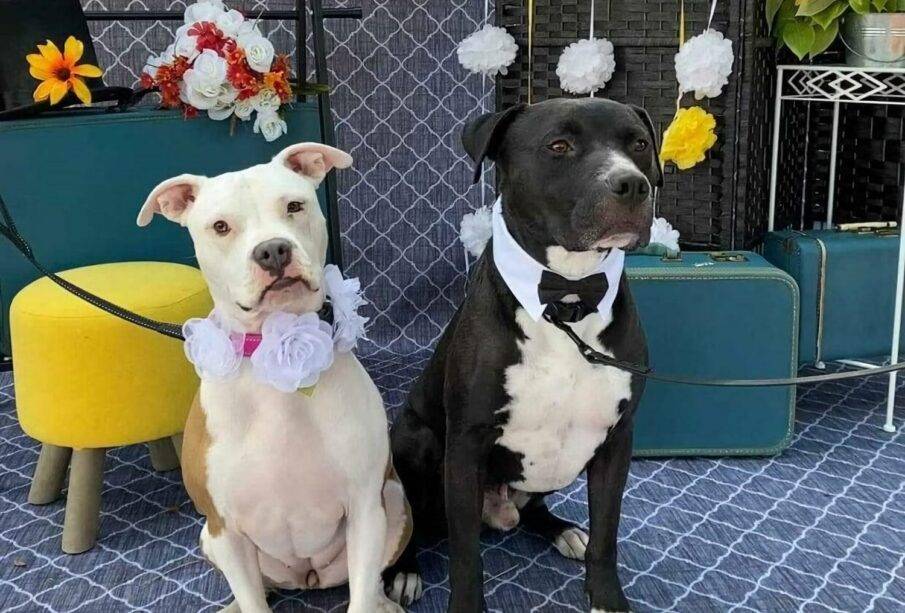 Boda masiva de perros - Noticias de Ecuador