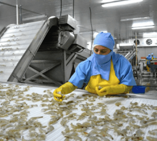 México retira al camarón de negociaciones del acuerdo con Ecuador - Noticias de Ecuador
