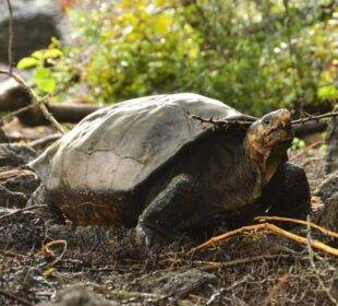 "Tortuga Gigante Fantástica" de Galápagos no está extinta - Noticias de Ecuador