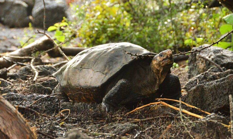 "Tortuga Gigante Fantástica" de Galápagos no está extinta - Noticias de Ecuador