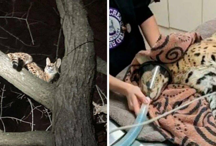 Rescatado gato serval salvaje que estaba drogado 