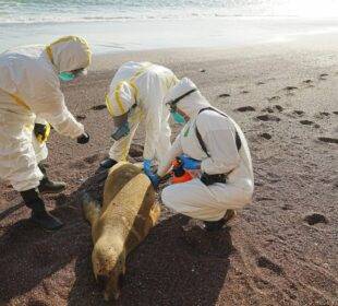 El brote de gripe aviar enciende las alarmas por contagio en América Latina