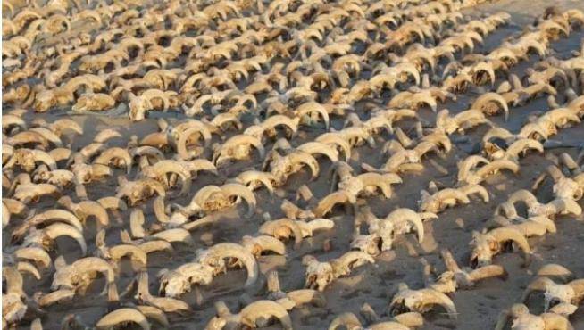 Hallan más de 2.000 carneros momificados en un templo del faraón Ramsés II