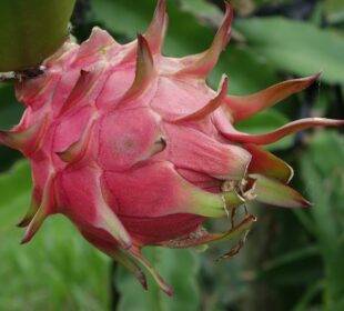 Primer embarque de pitahaya ecuatoriana vuela hacia china 