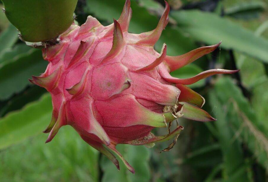 Primer embarque de pitahaya ecuatoriana vuela hacia china 