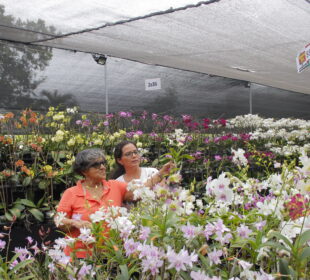 Ecuagenera - Casa abierta - Orquídeas